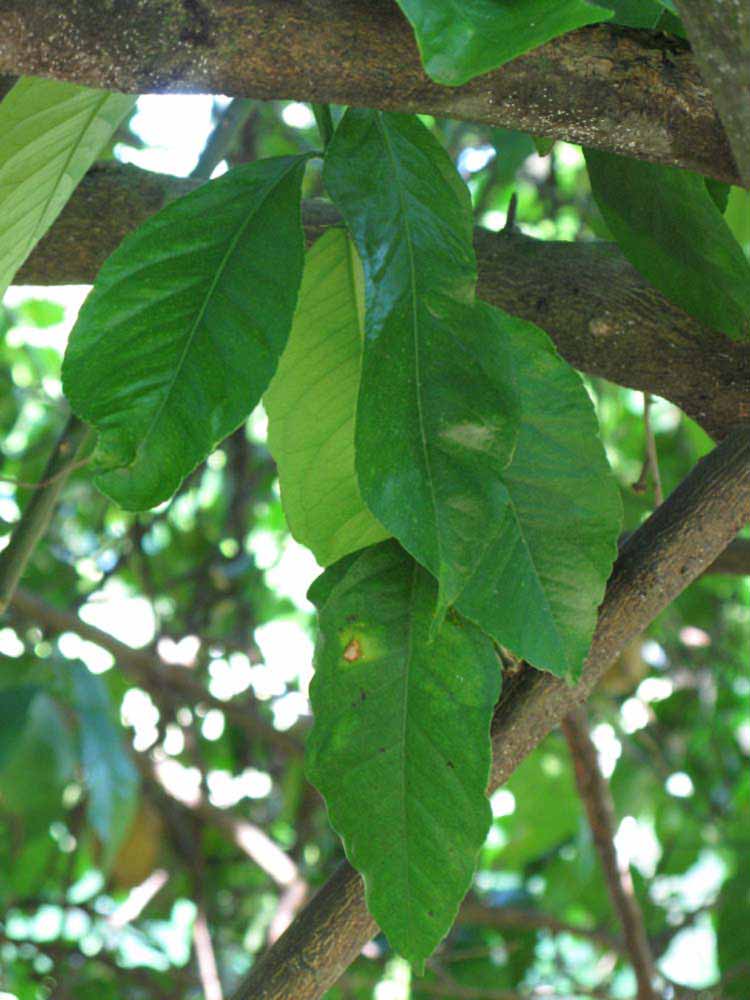              Shade leaves (Winter Haven, FL)       